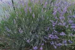 lavanda (2)